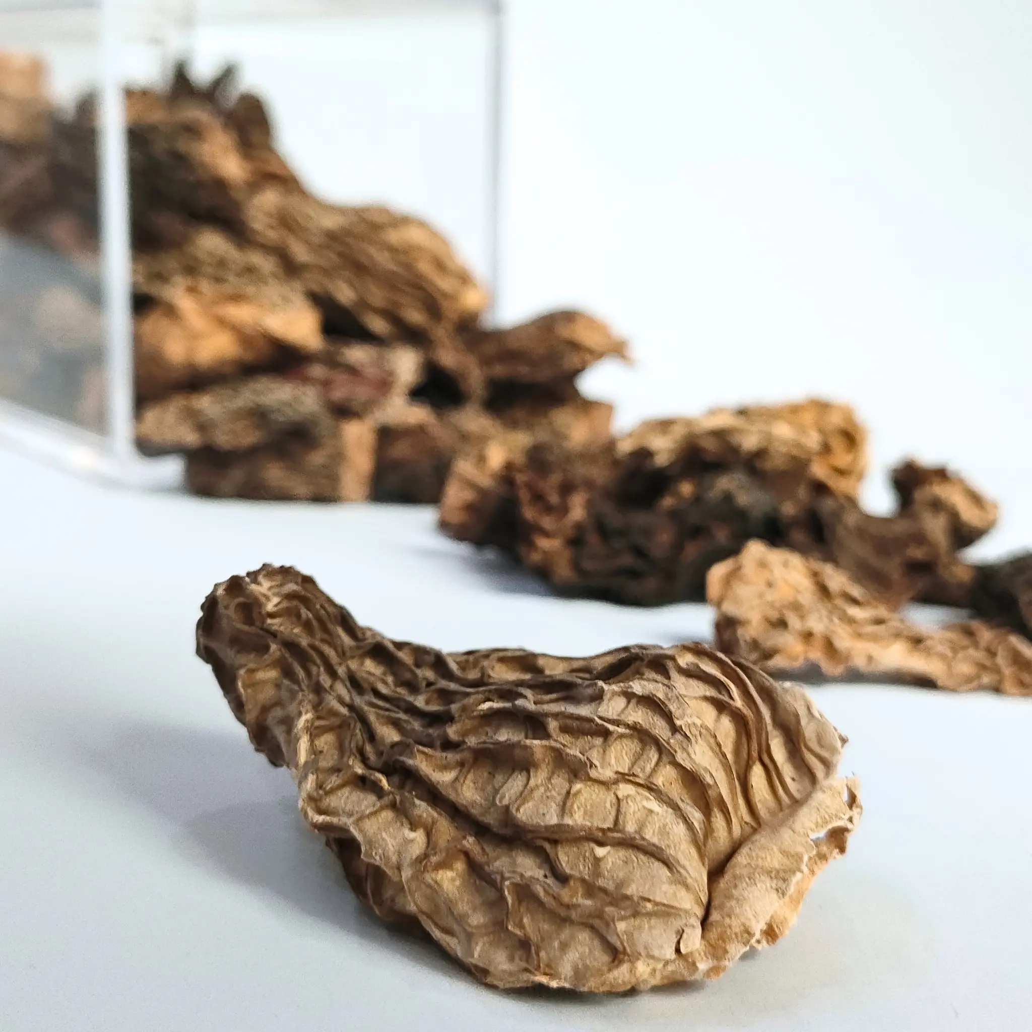 B-grade-morel-mushroom