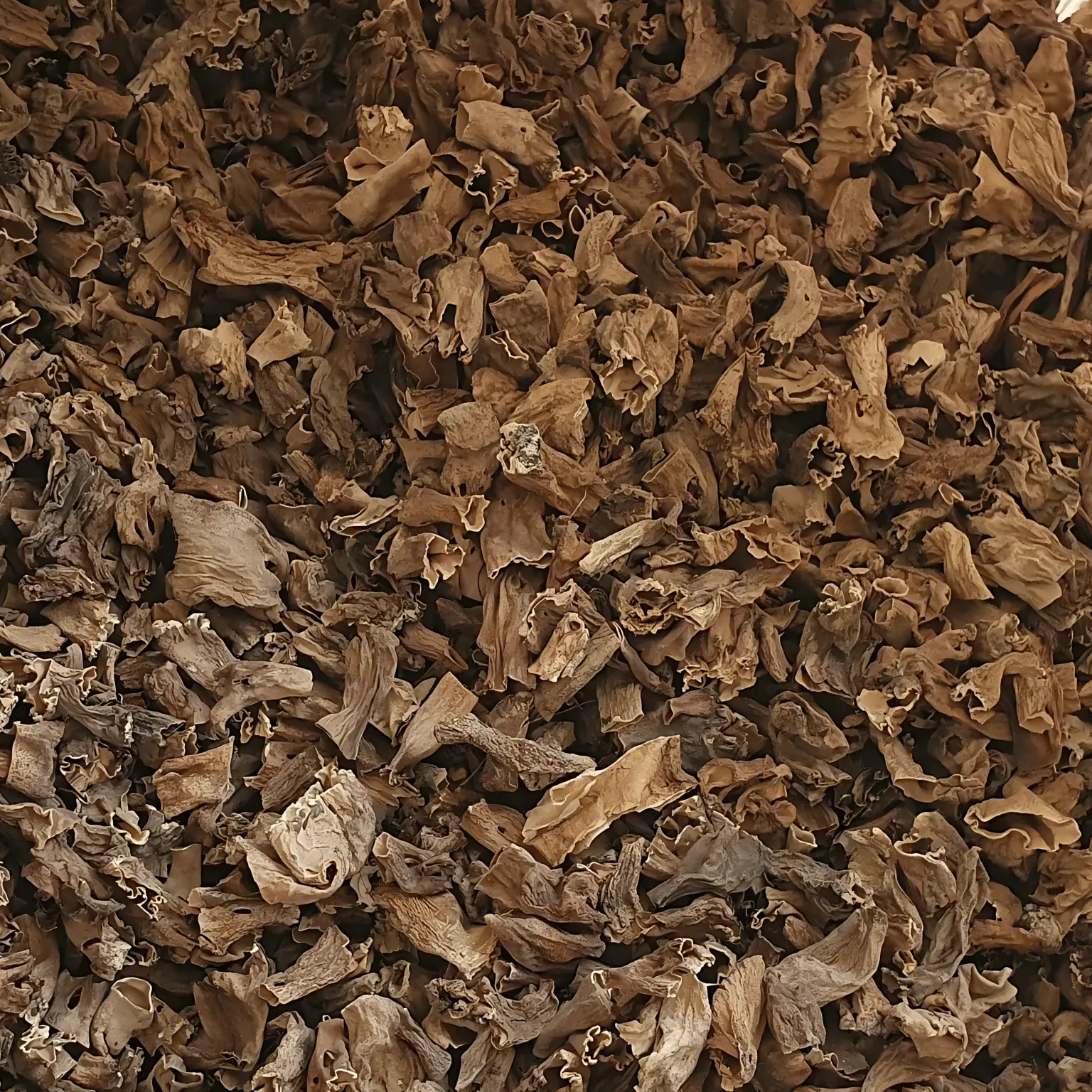 Clipped-Morel-Stems.webp