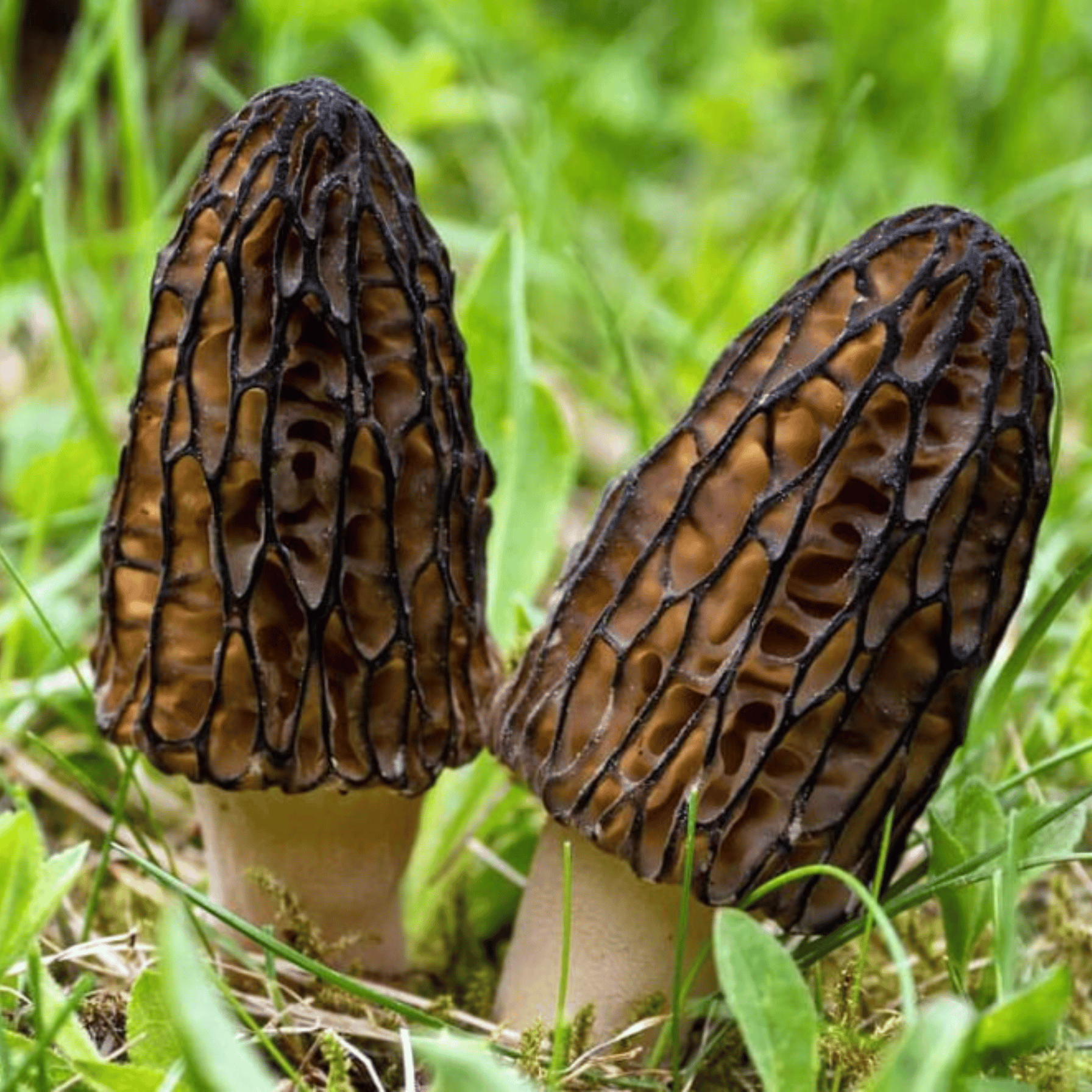 Dried Morel Mushroom (11)