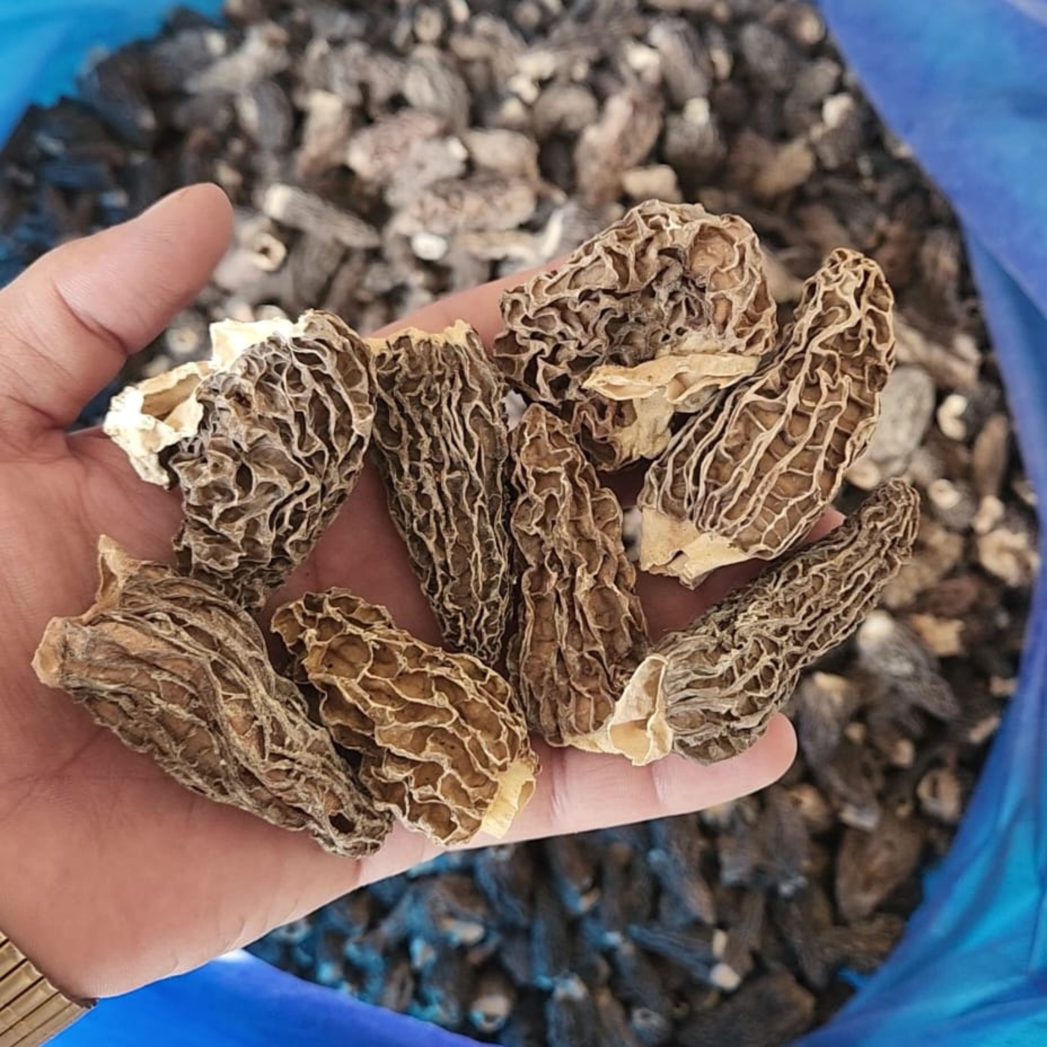 Dried-Morel-Mushroom-jumbo.png