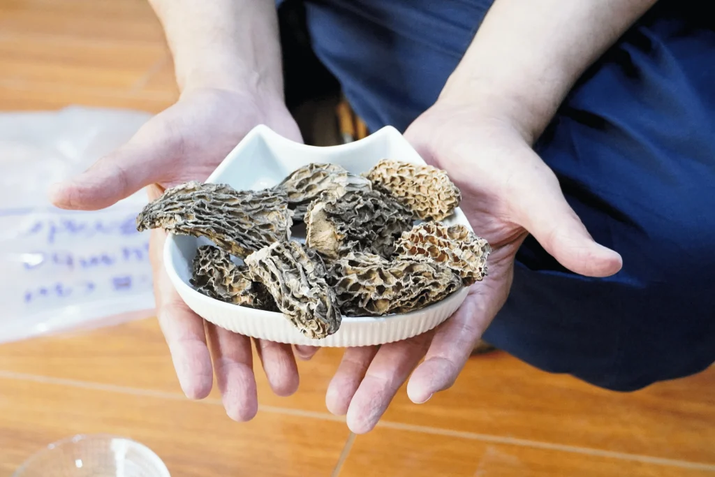 Jumbo-morel-mushroom-by-fungi-matrix.
