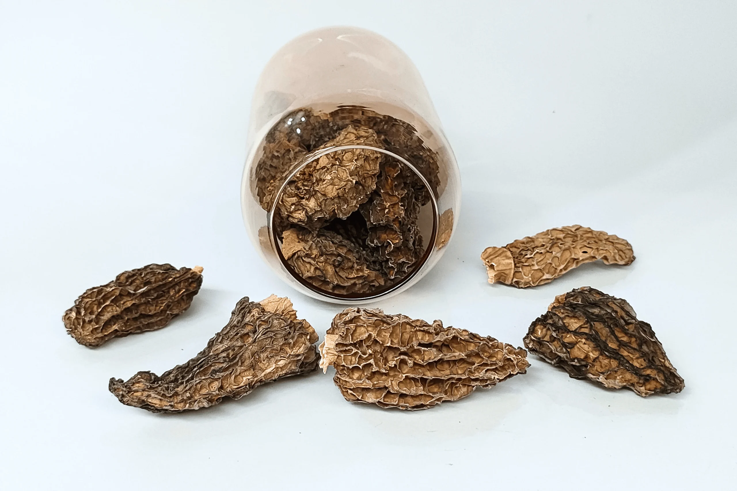 Jumbo-morel-mushroom fungi matrix