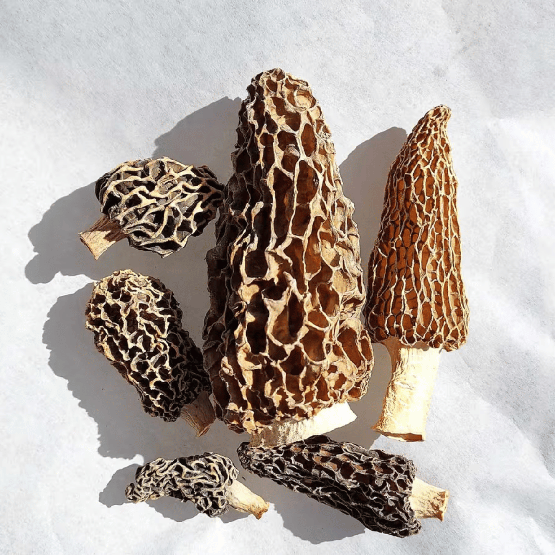Jumbo morel mushroom fungi matrix
