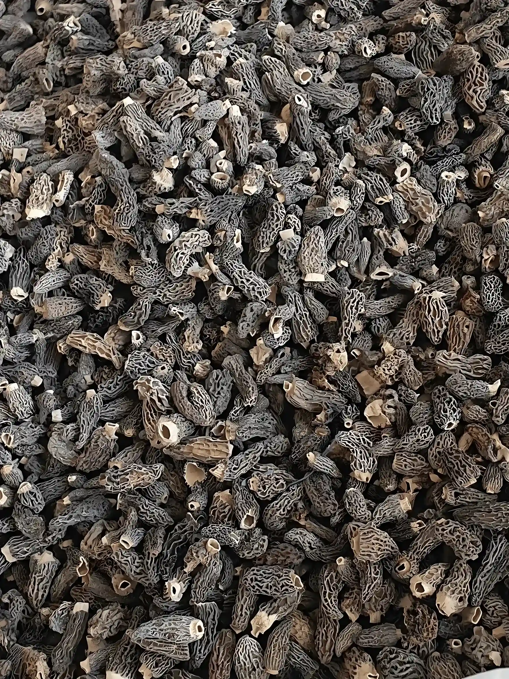 mini-morel-mushroom-uk