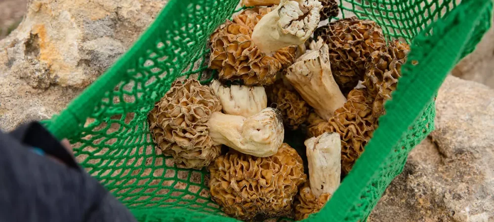 Harvesters morel mushroom