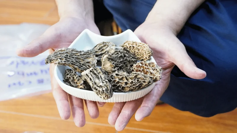 Jumbo-morel-mushroom-by-fungi-matrix