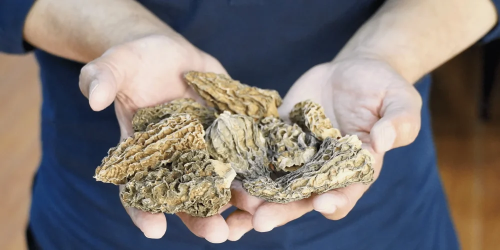 Jumbo morel mushroom - fungimatrix