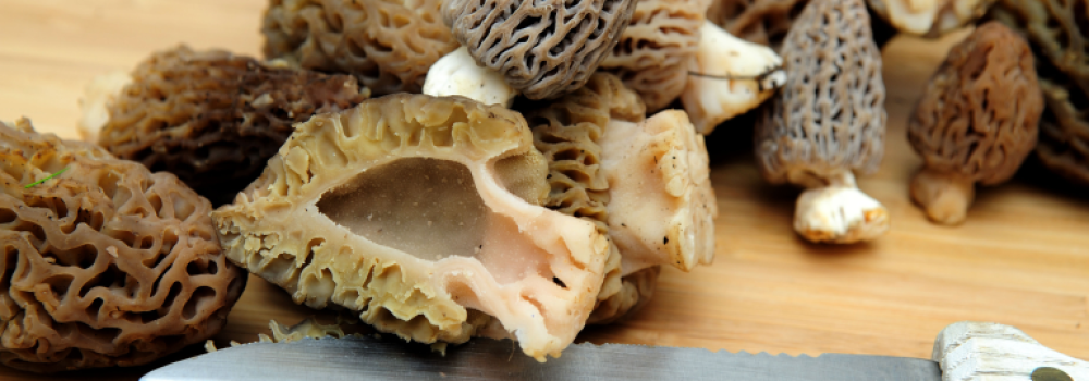 Morel Mushroom cutting