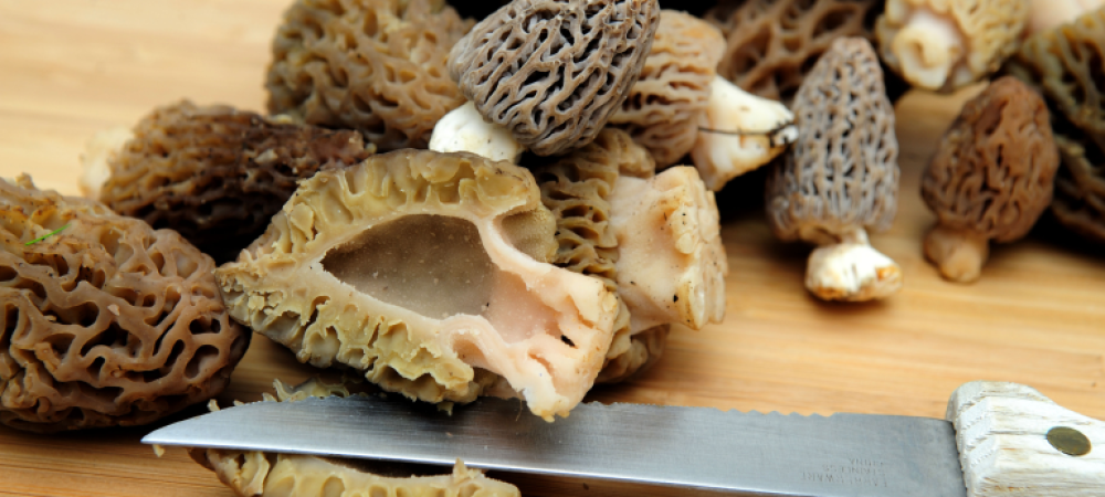 Morel Mushroom cutting