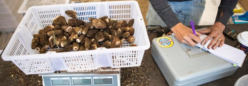 Post-Harvest Handling for Quality and Trade